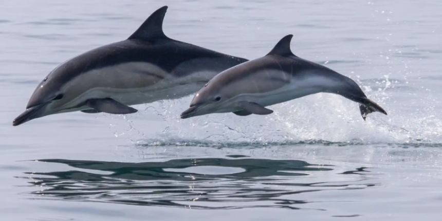 Andaman Dolphin Experience